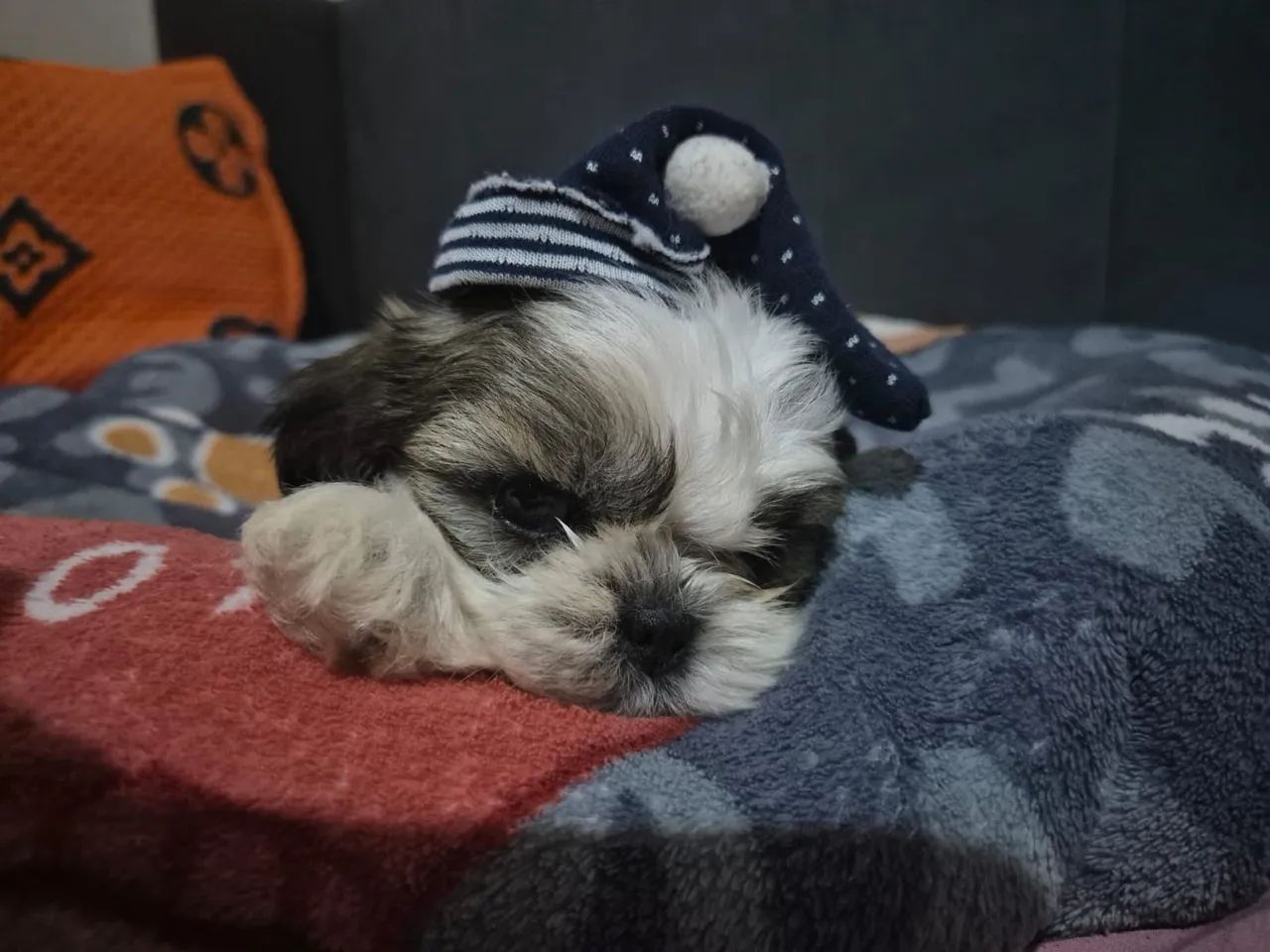 ? Filhotes de Shih Tzu Micro Disponíveis! - Foto 4