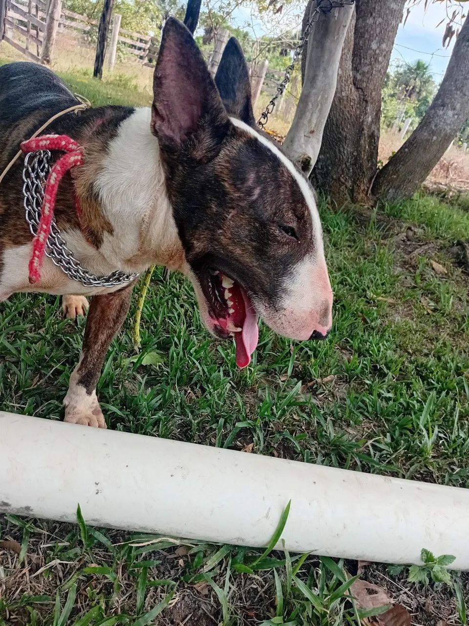 Bull terrier  - Foto 5
