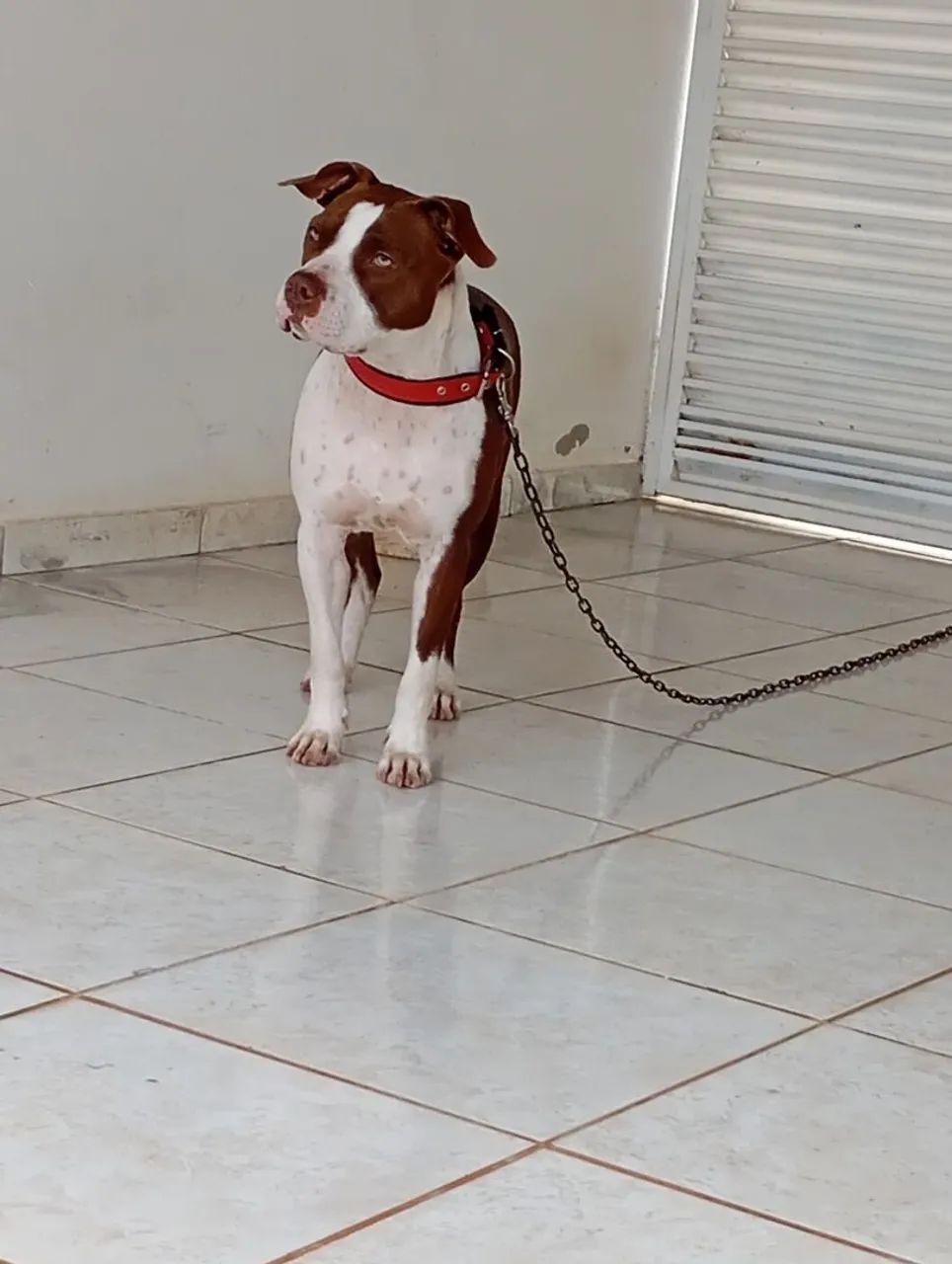 American Pit Bull terrier  - Foto 4