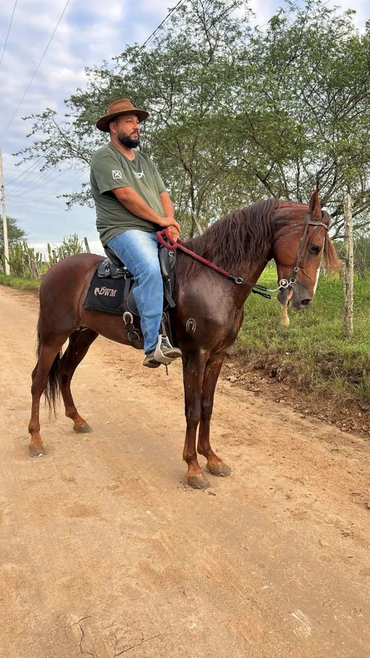 Filho de (seu Chico Tandy) - Foto 4