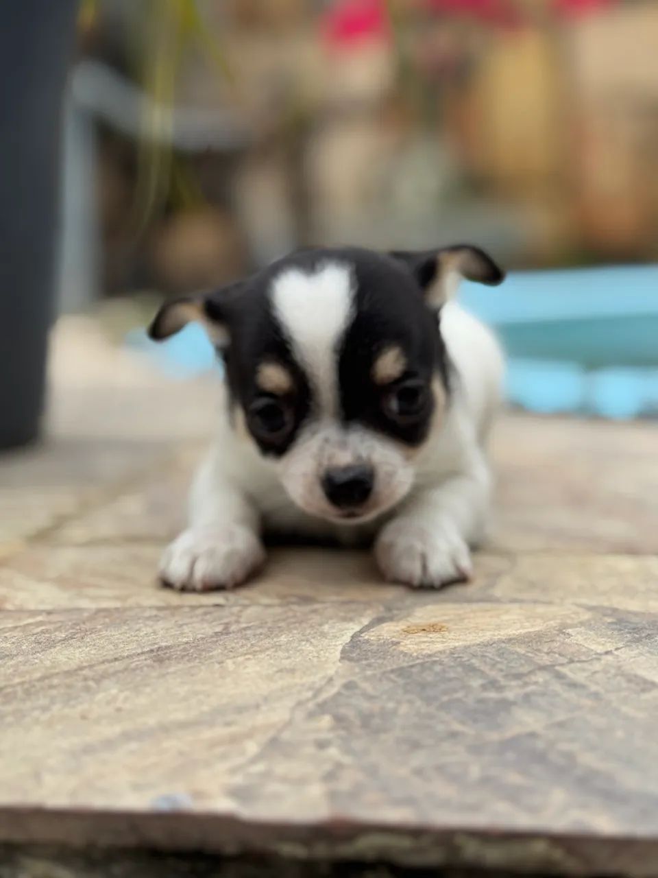 Chihuahua Macho  - Foto 2