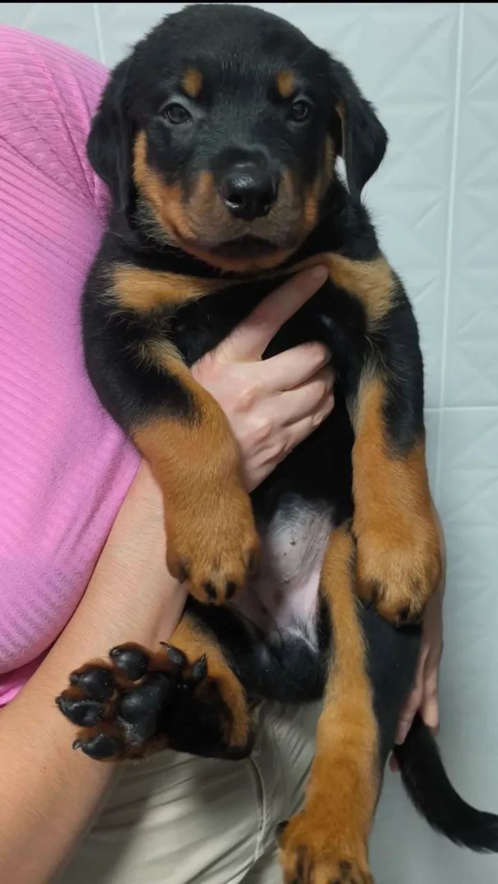 Rottweiler 