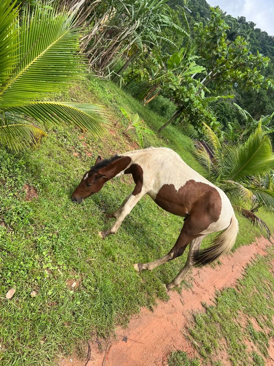 Pordo manga larga 1 ano ,$1600