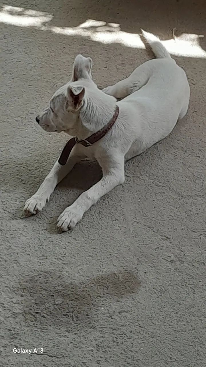 Adoção  - Foto 5