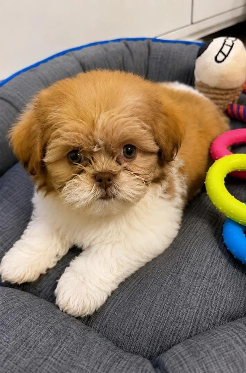 Shihtzu macho figado  - Foto 2