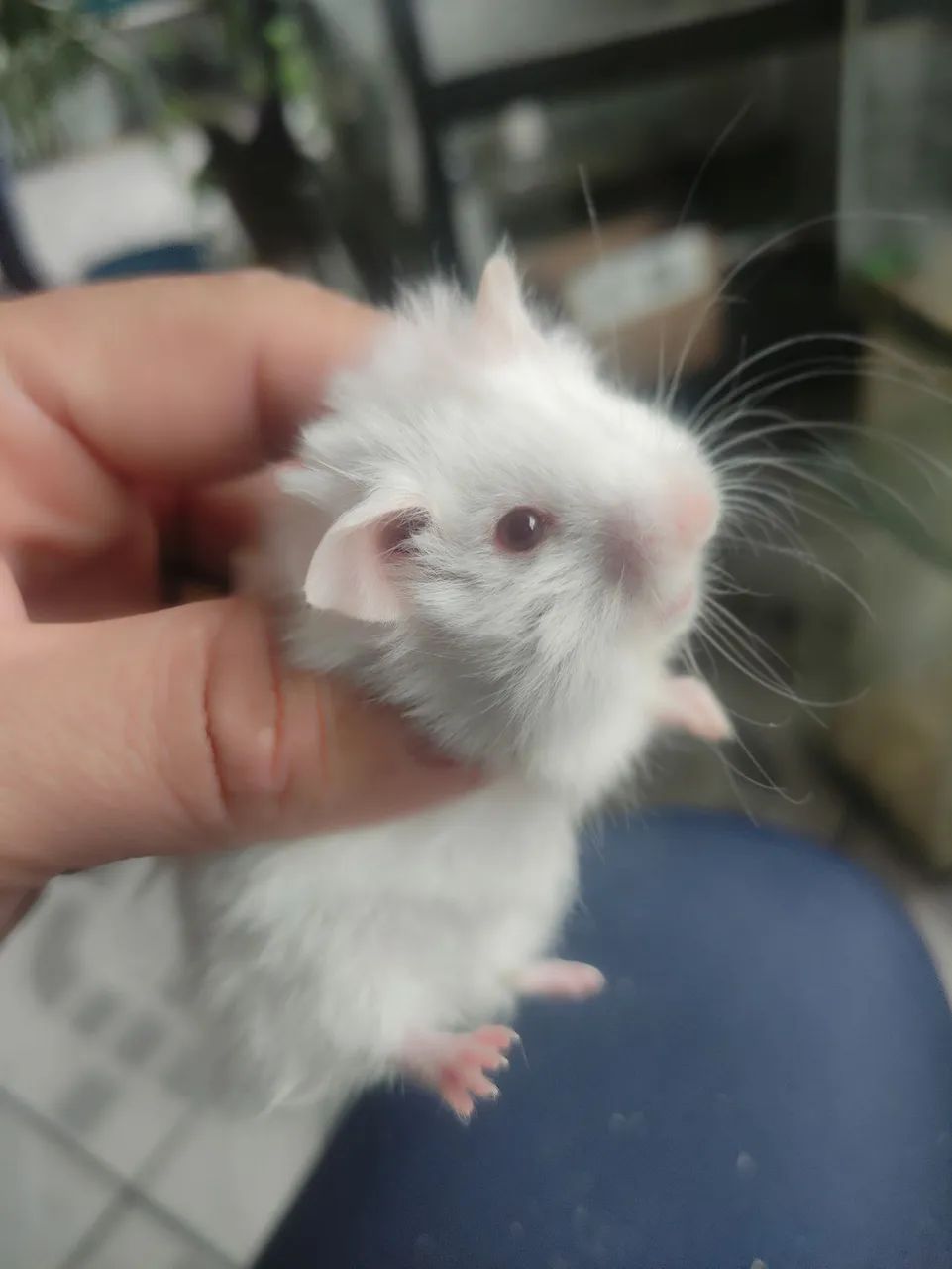 Hamister sírio 