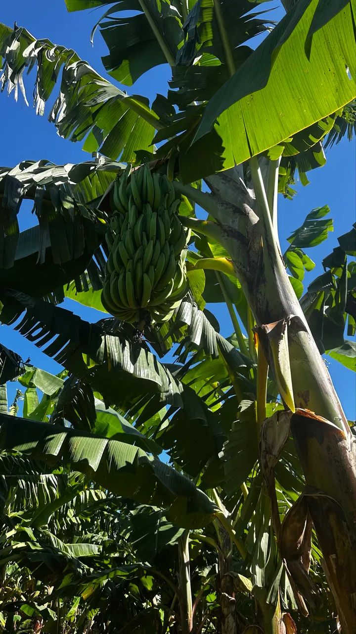 Mudas de banana da terra  - Foto 5