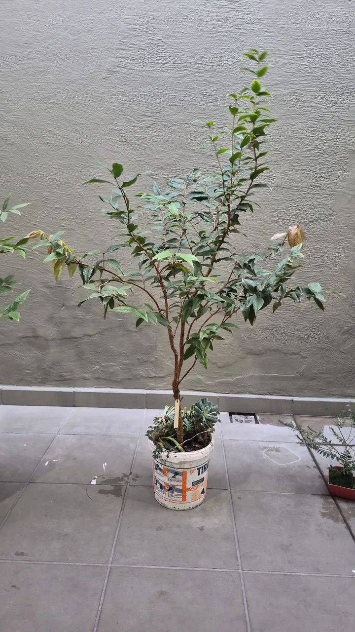 Jabuticaba  - Foto 2