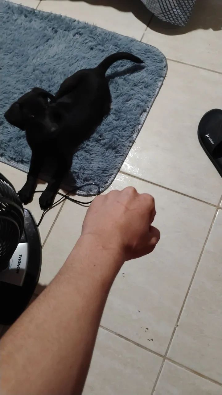 Cachorro  - Foto 5