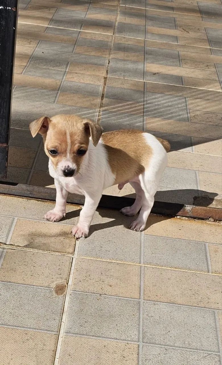 Pinscher  - Foto 3