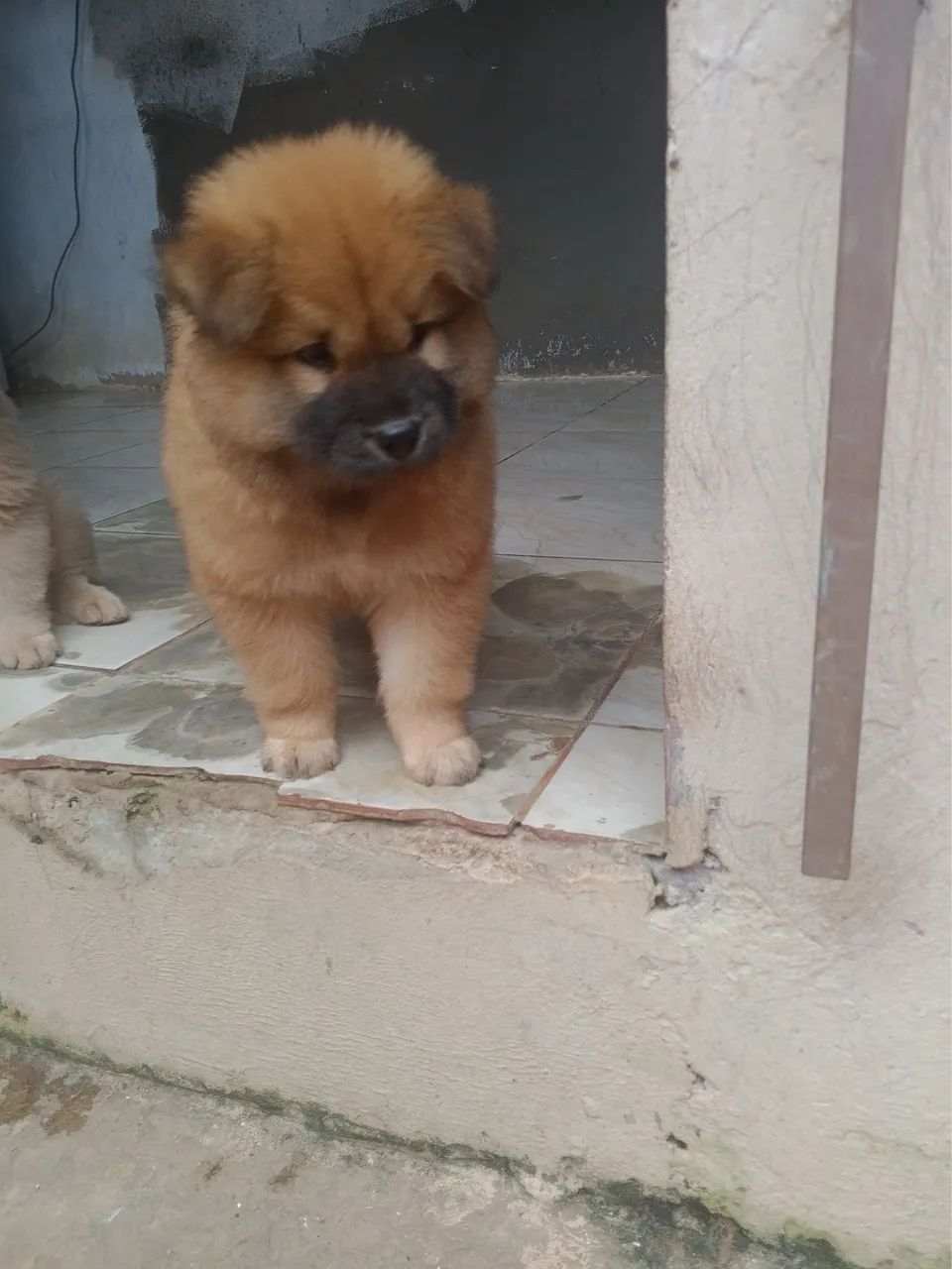 Filhote chow chow macho  - Foto 2