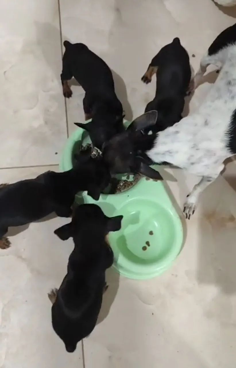 Filhotes de pinscher super pequenos * - Foto 5