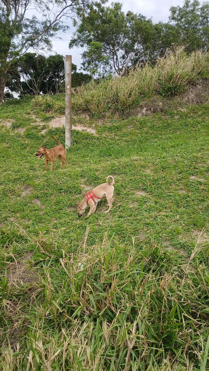 Estou doando uma linda cachorrinha  - Foto 4