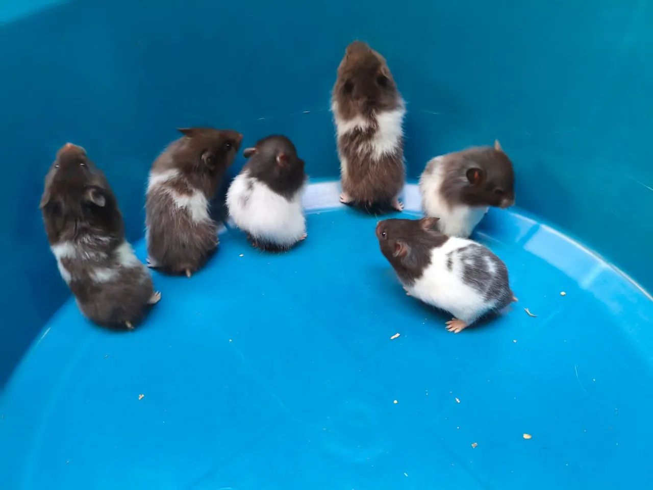 Hamster Sírio  - Foto 3