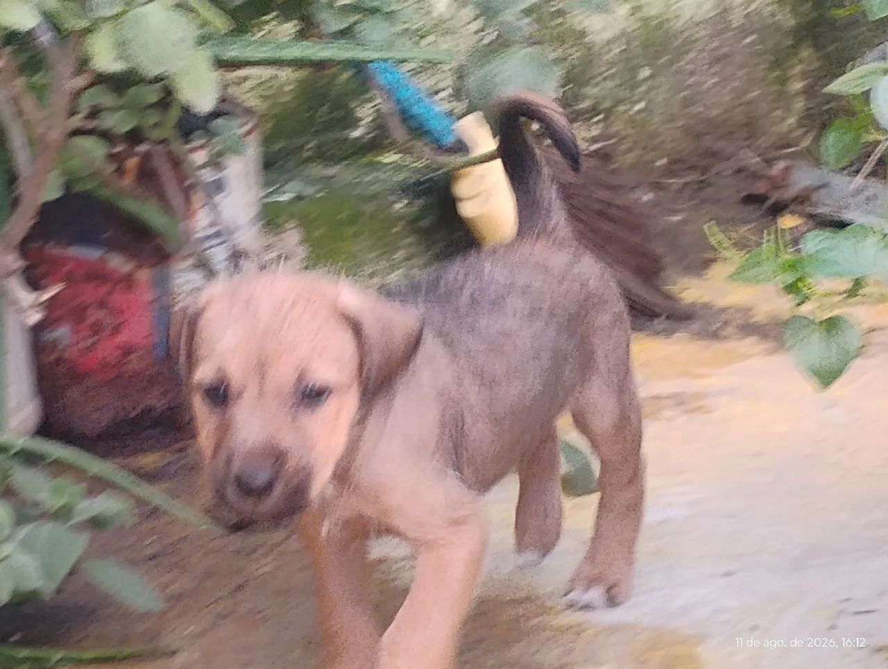 Filhote cão macho srd doação  - Foto 4