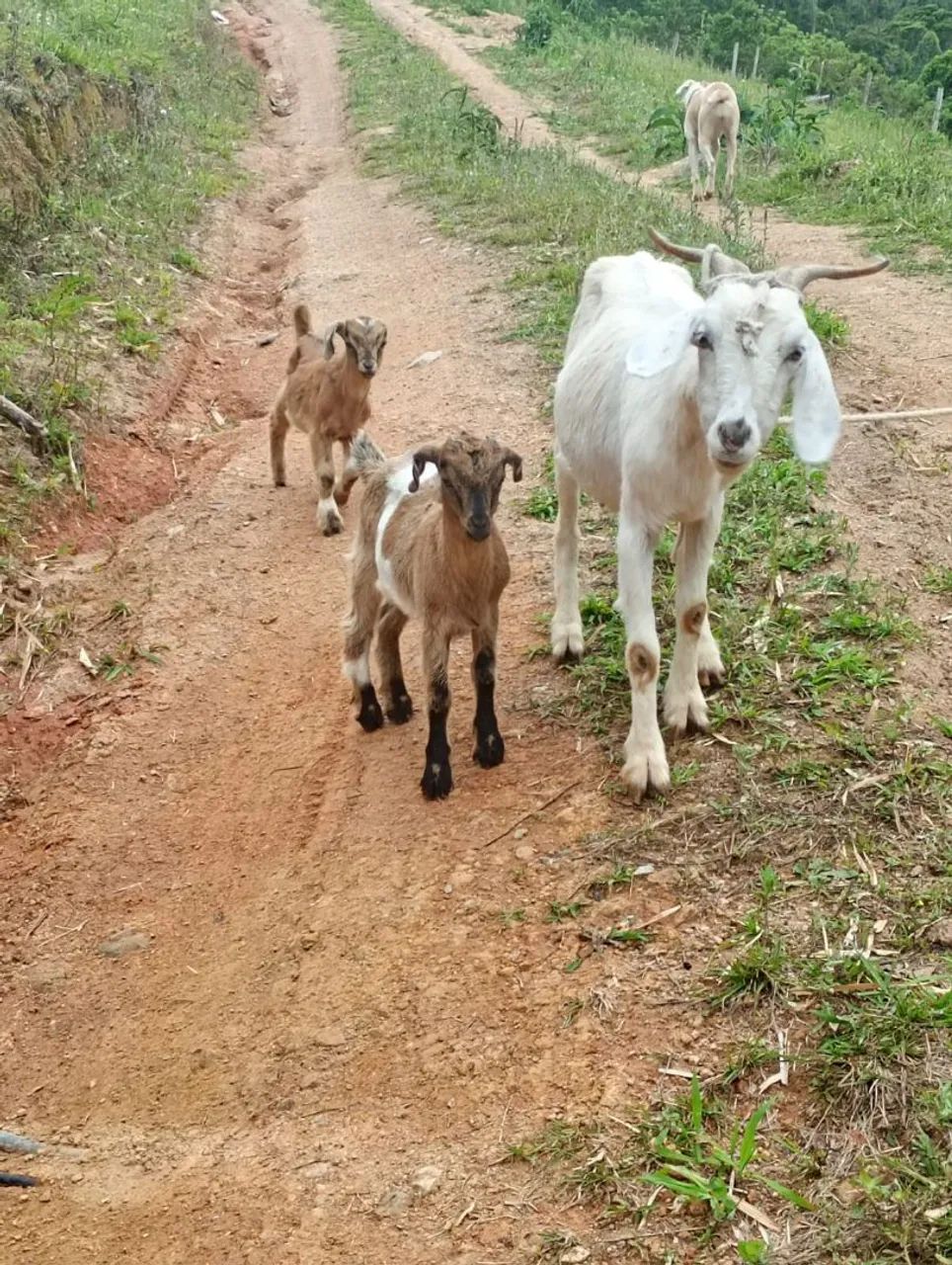 Cabras bode e vilhotes - Foto 2