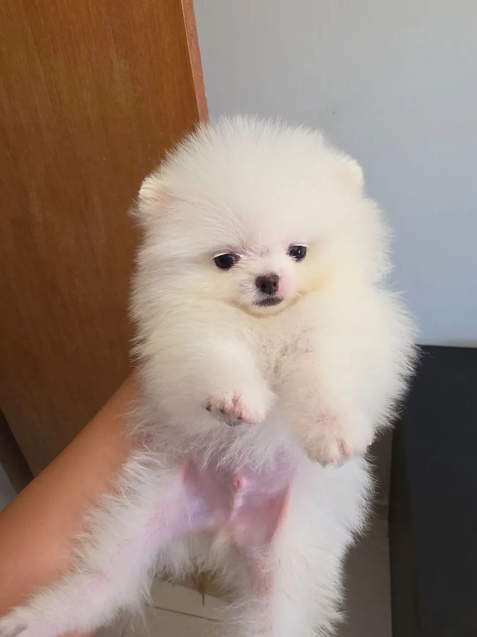 Spitz alemão anão macho - Foto 4