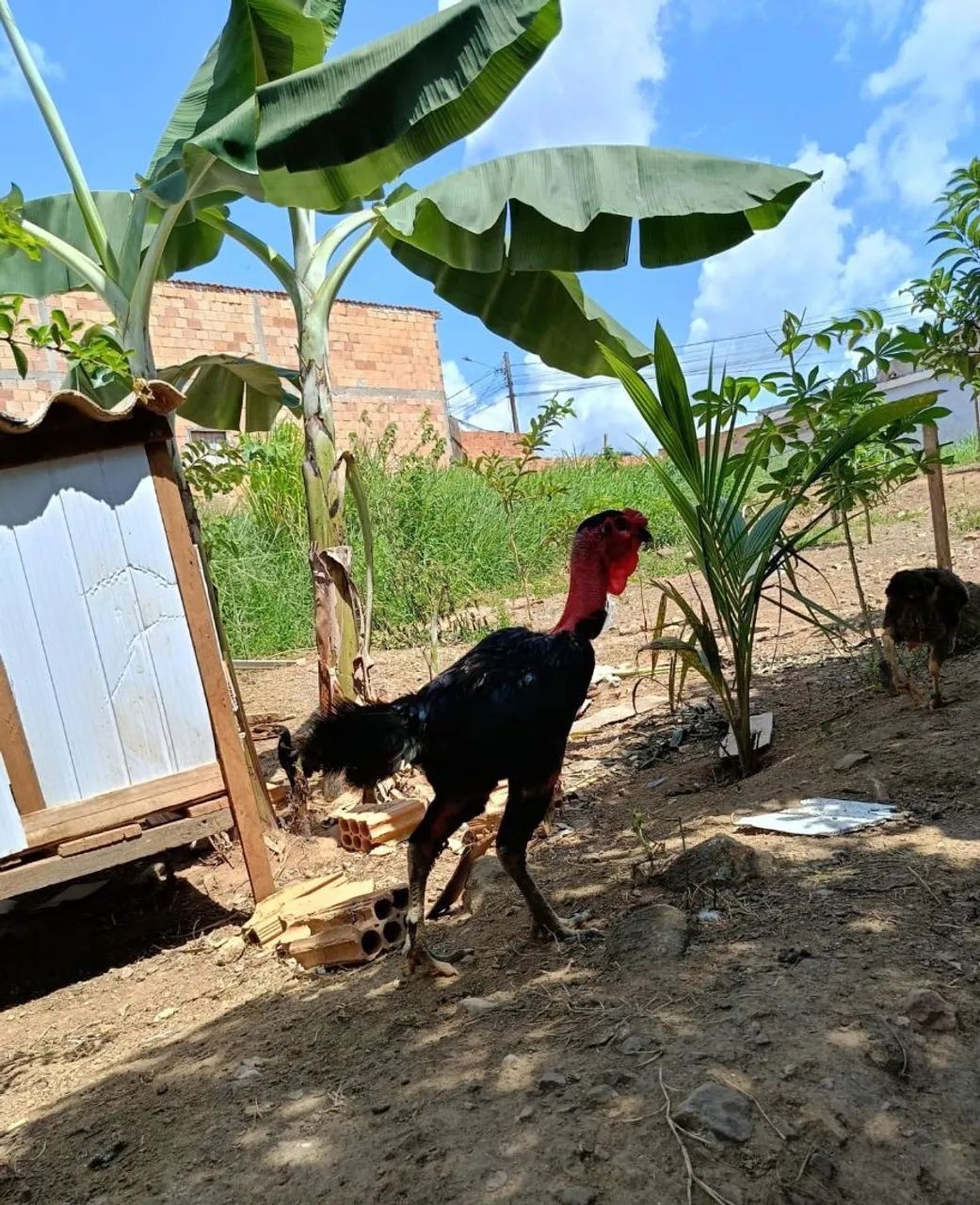 Vendo galo reprodutor