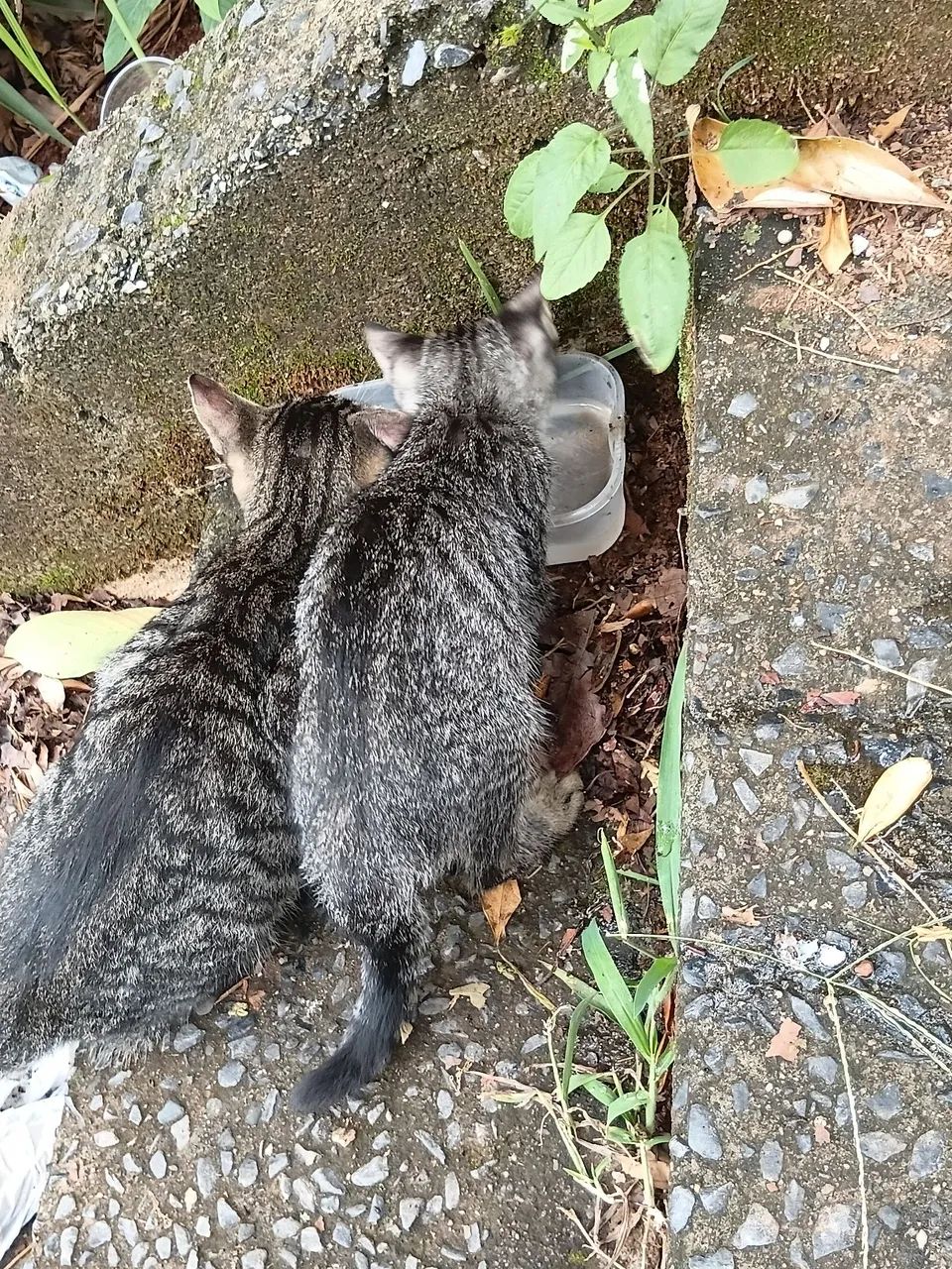 Gatinhos abandonados - Foto 2