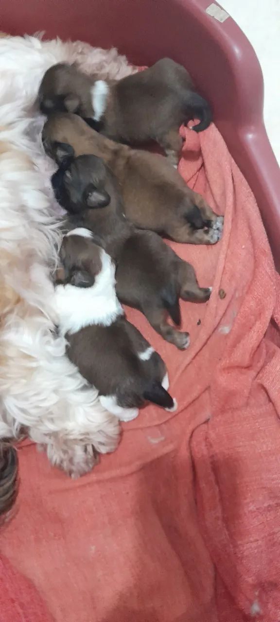 Vendo lindos shih-tzu  - Foto 3