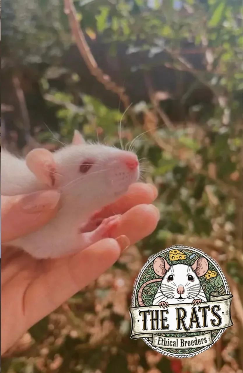 Rato twister pet roedor estimação 