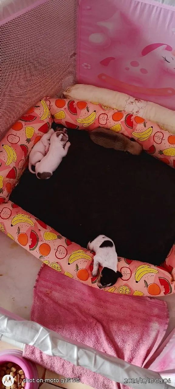 Pets  - Foto 2