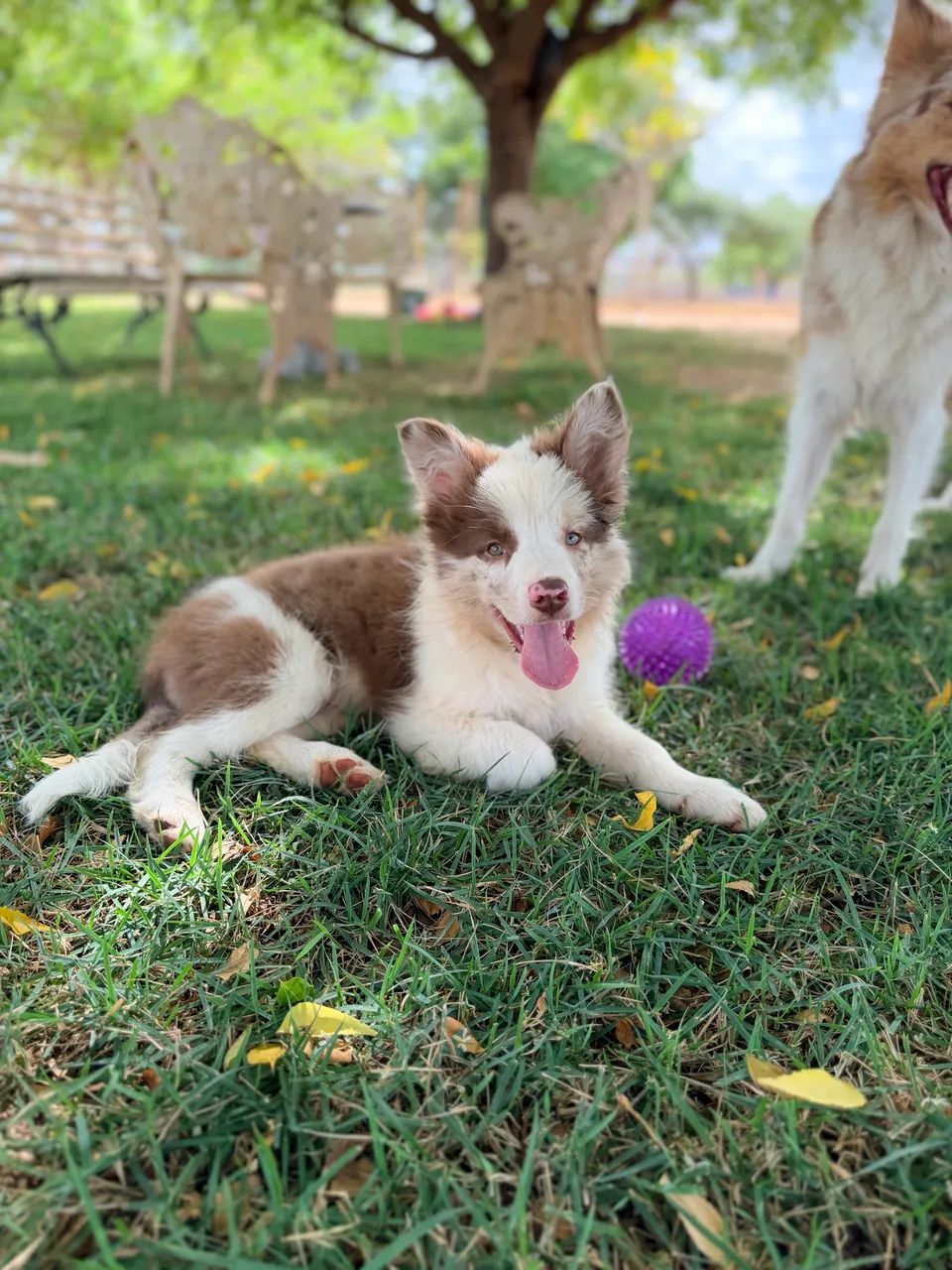 Filhotes de border collie - Foto 5