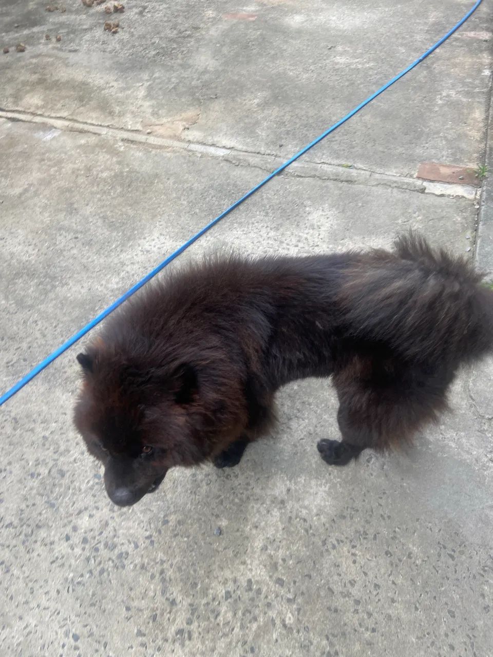 Chow - Chow - Foto 3