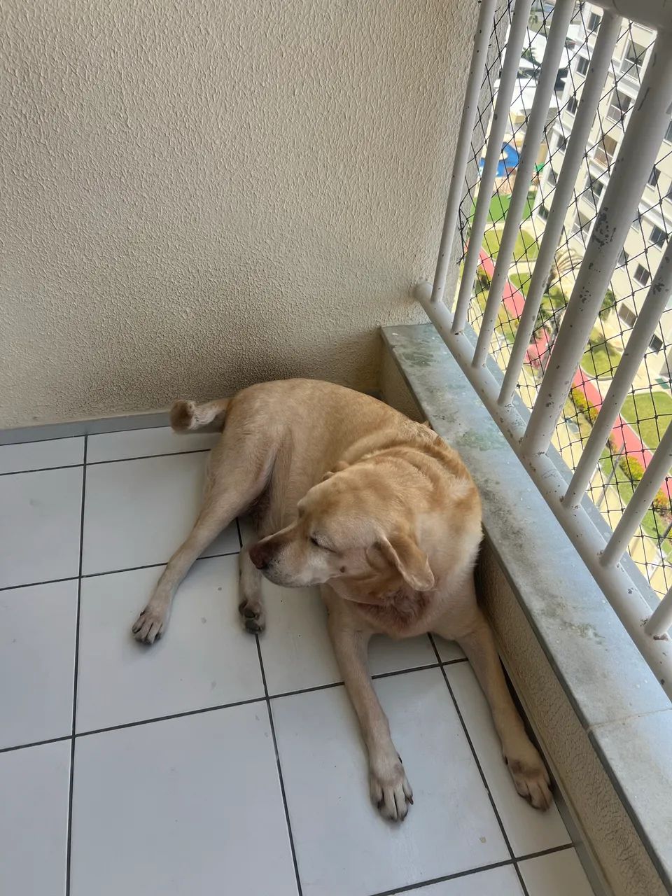 Adoção responsável 