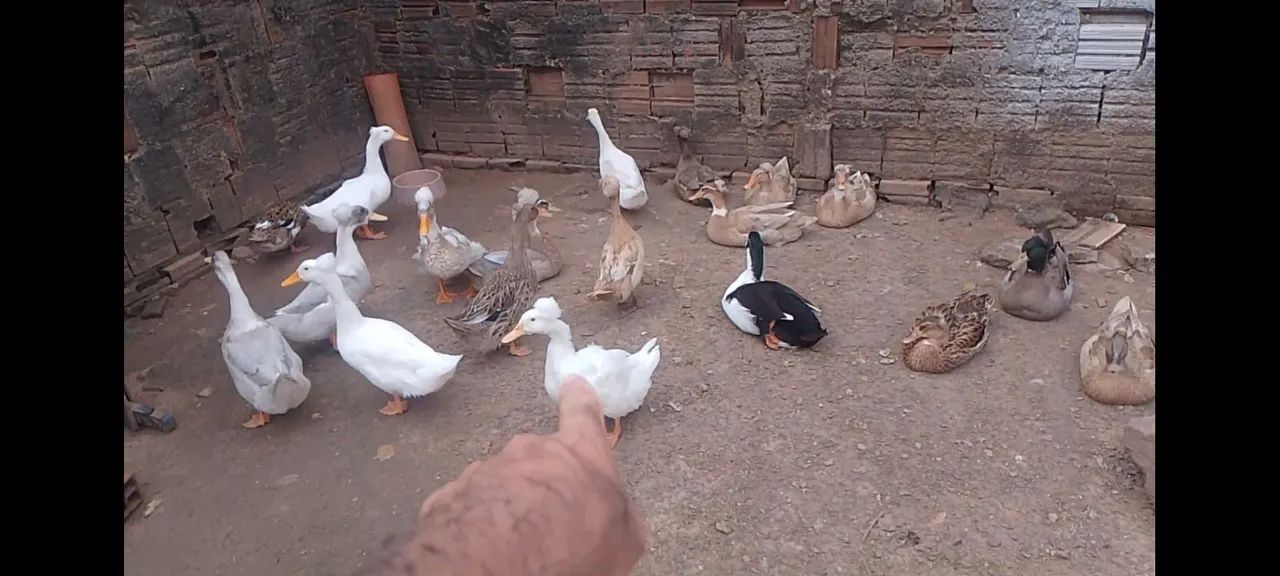 Patos pompom