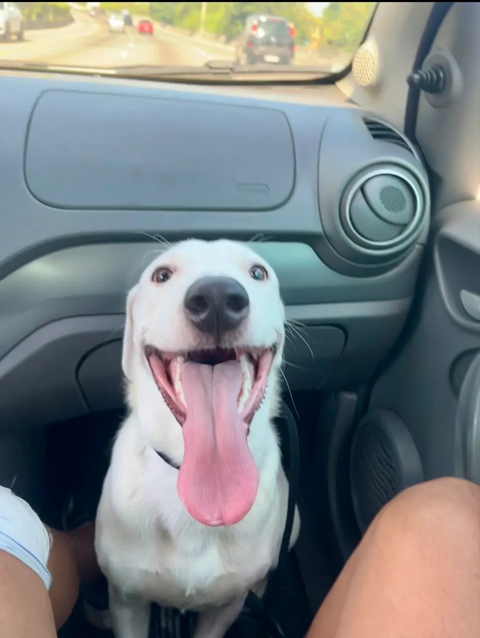 Adestrador de cães  - Foto 4