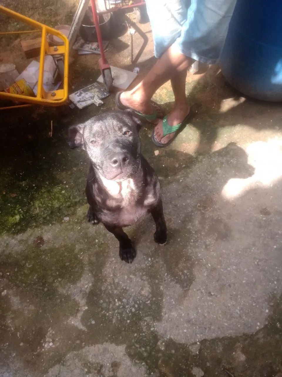 Doa se Pitbull 