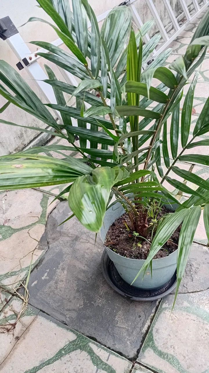 Palmeira Dendê 