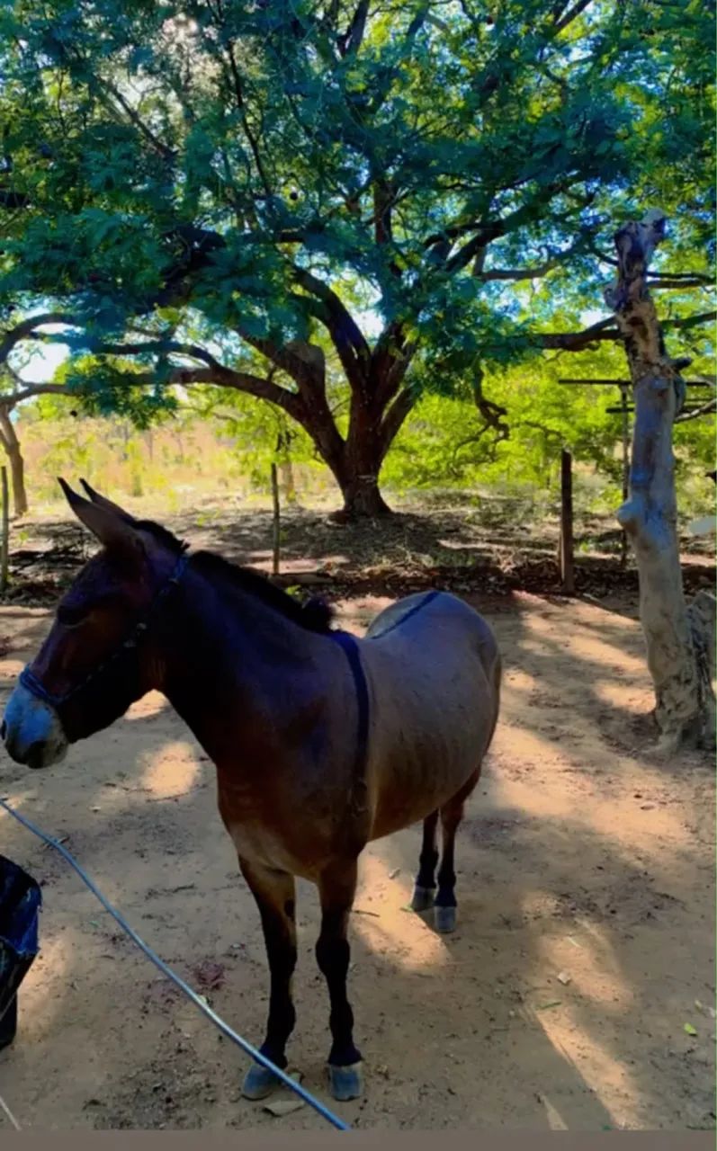 Cavalo mini burro  - Foto 2