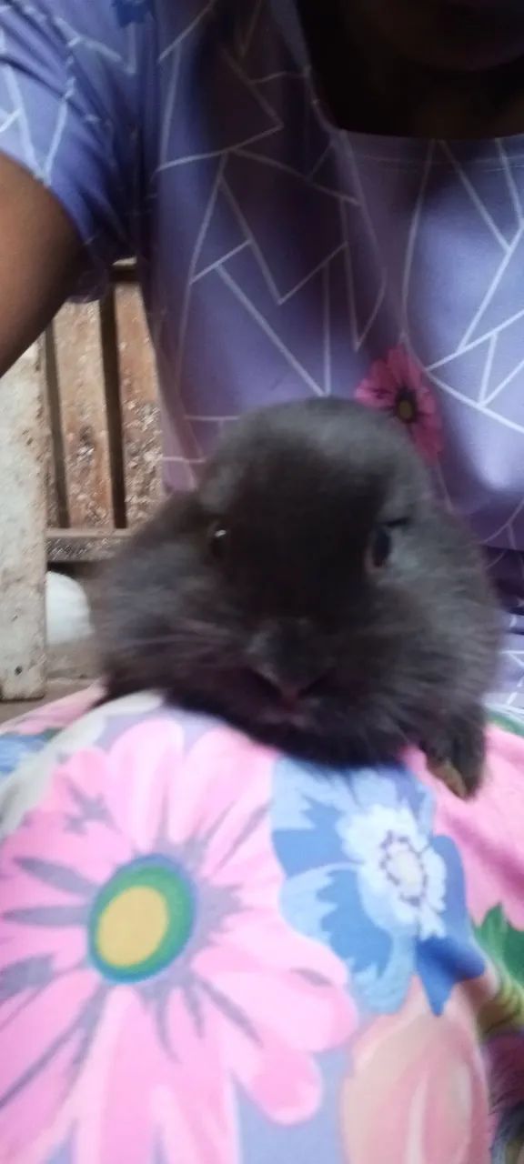 Vende -se  filhotes de coelho - Foto 3