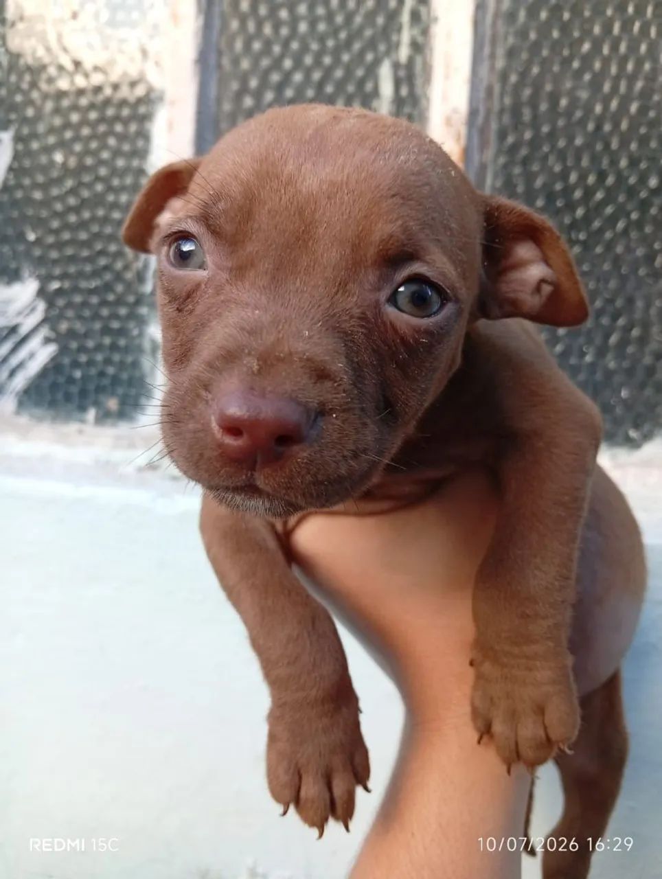 Filhotes de Pitbull 