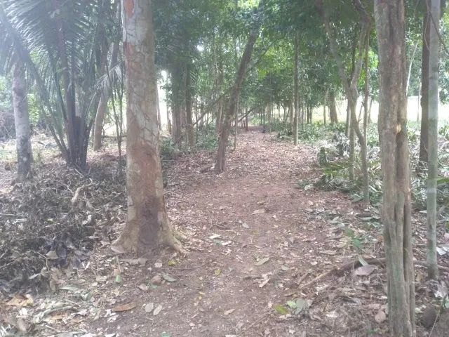 Terreno com Igarapé  - Foto 3
