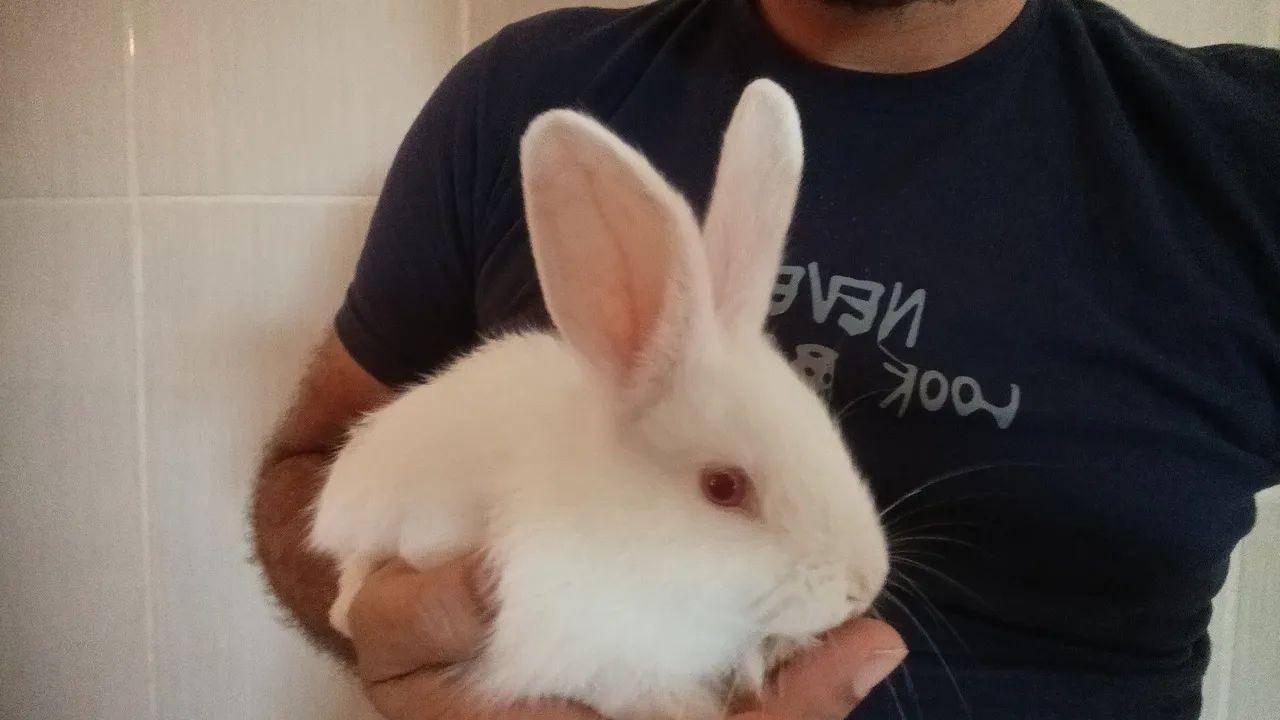 Coelho  - Foto 5