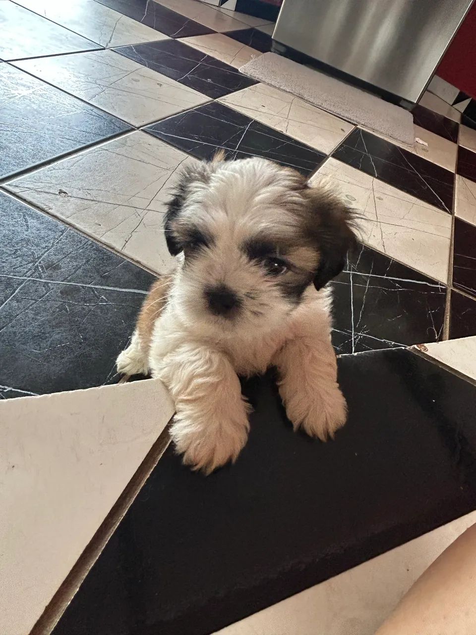 Shih tzu macho 