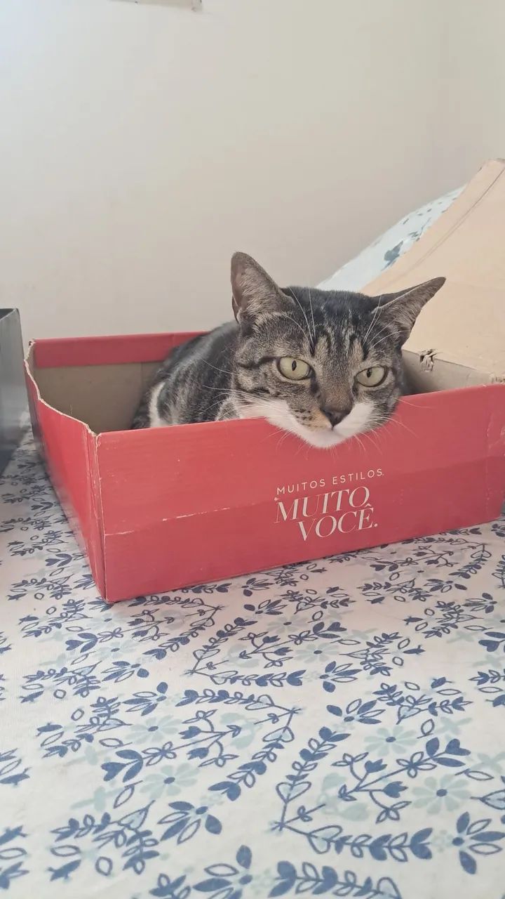 Cuidadora de Pets | PetSister  - Foto 2
