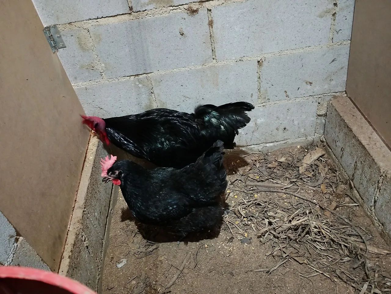 Venda de pintinho de codorna e galinha - Foto 3