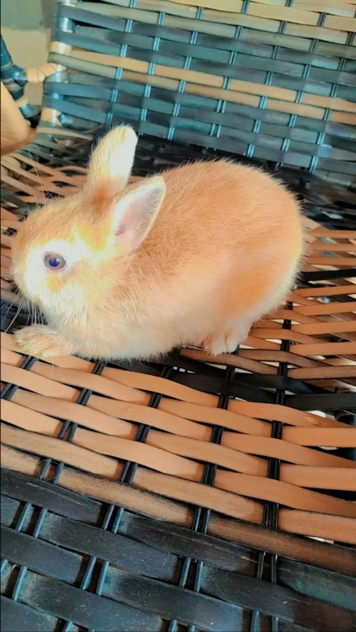 Vendo coelhos anão netherland padrão show,do tamanho da mão  - Foto 5