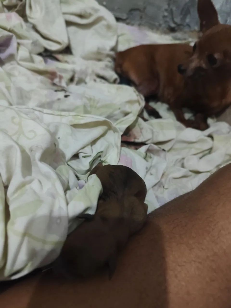 PINSCHER FÊMEA  - Foto 3
