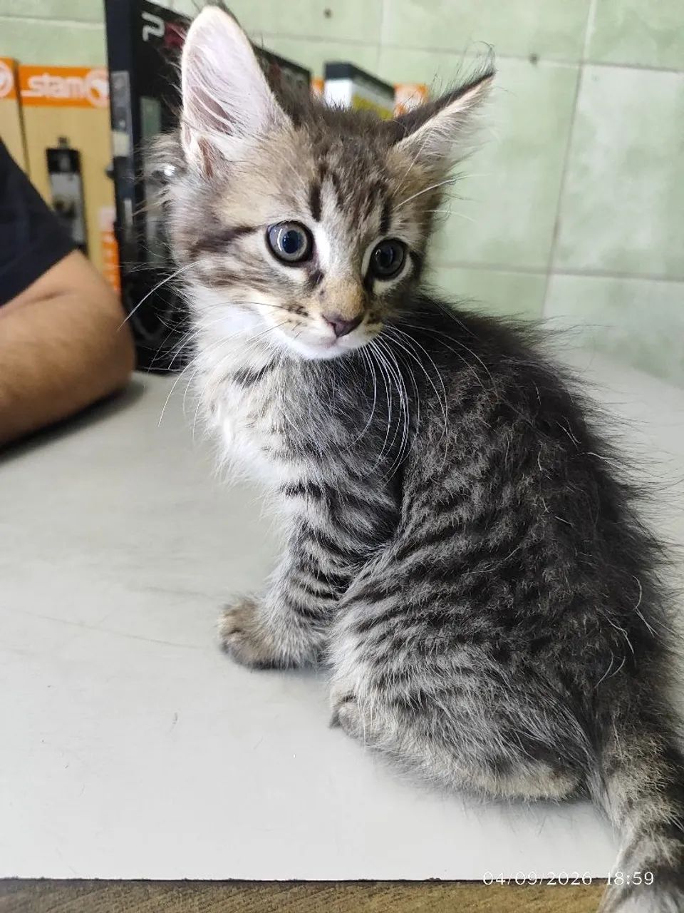 Gata adoção  - Foto 4
