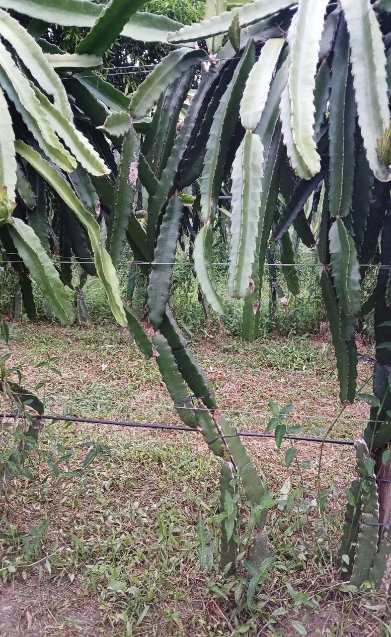 Vendo mudas de pitaya autoferteis  - Foto 2