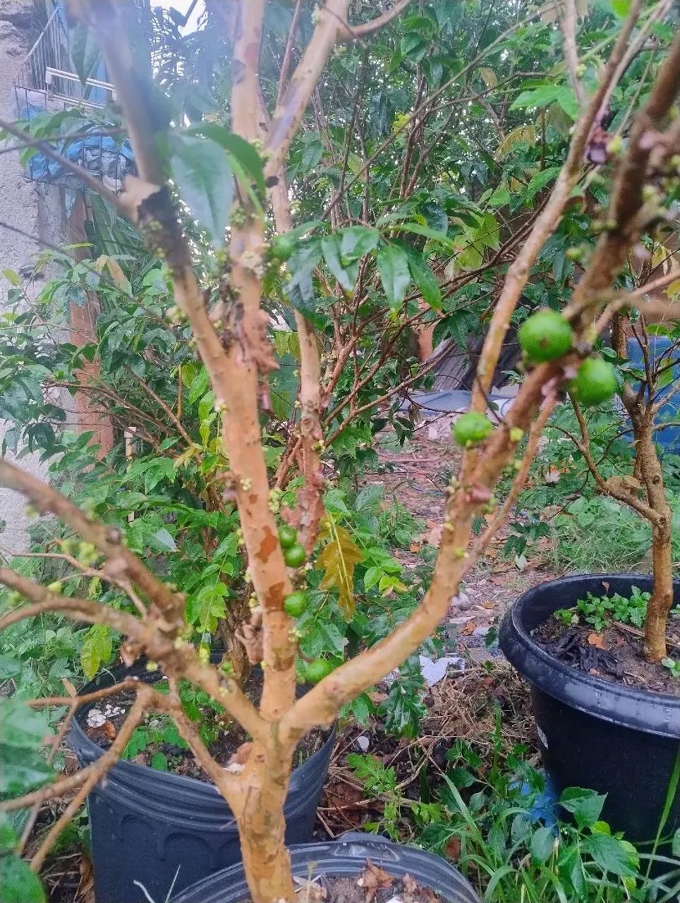 Jabuticaba híbrida  - Foto 4