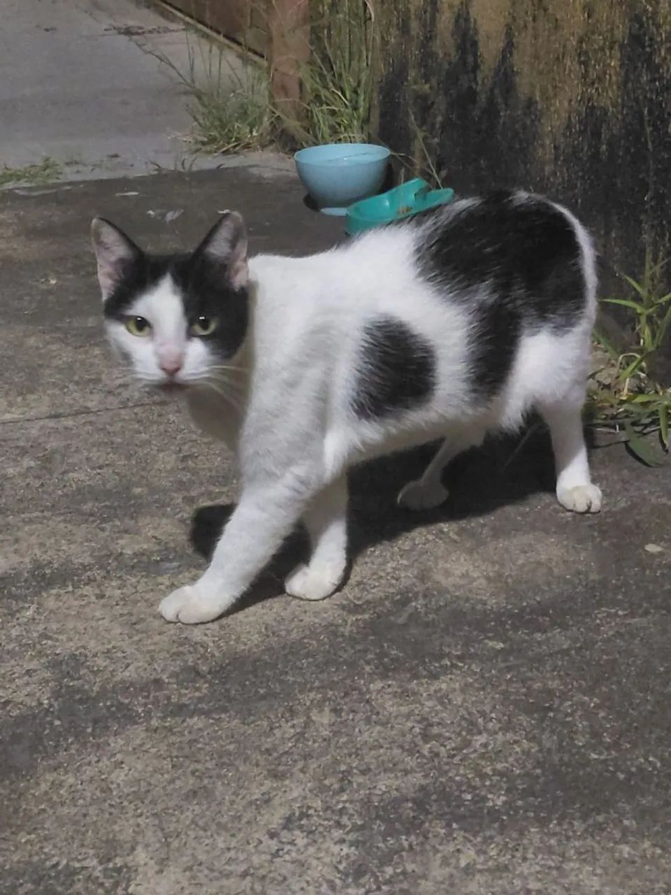 Filó 
