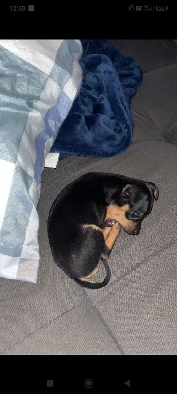 Pinscher  - Foto 4