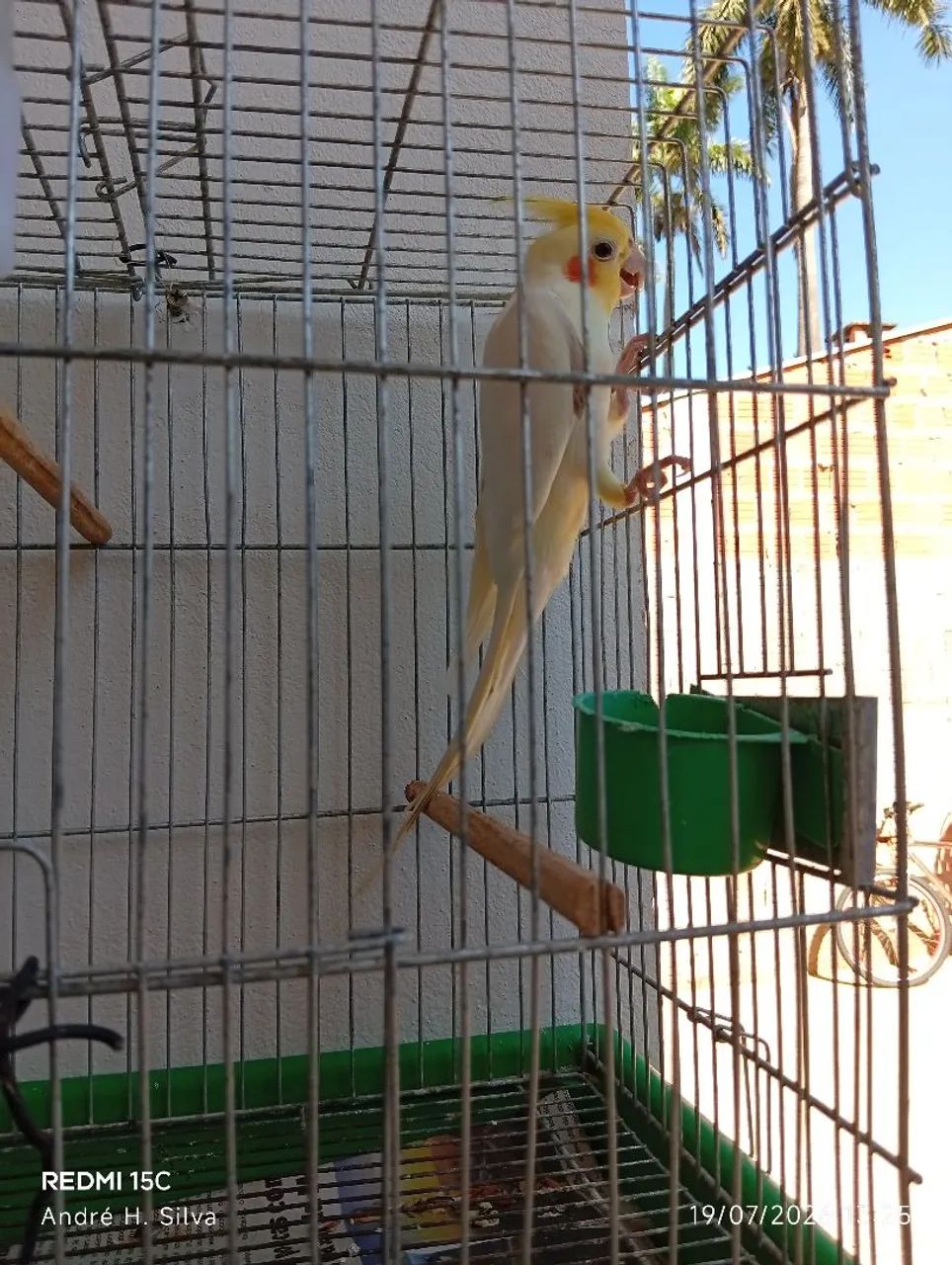 Gaiola 