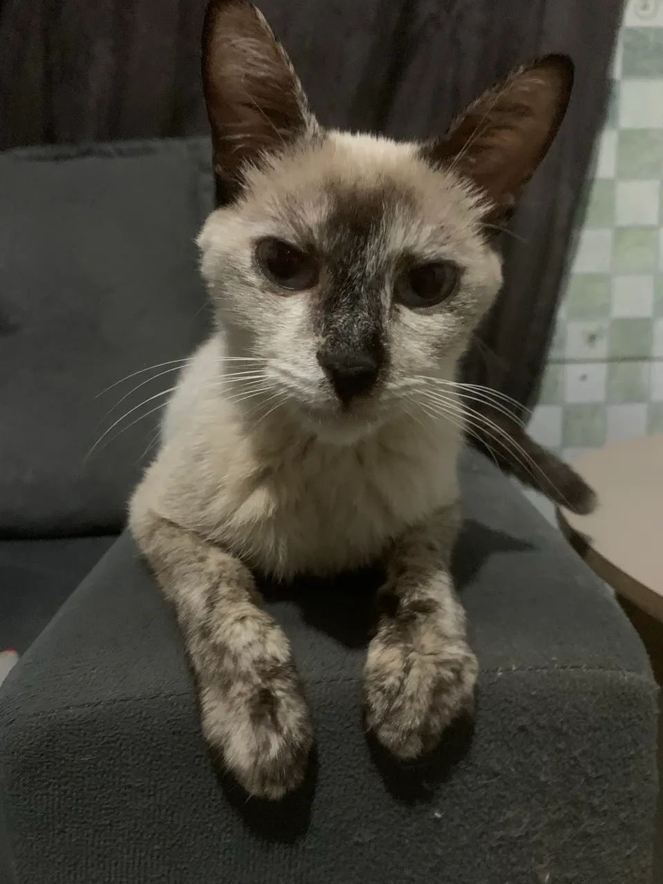 Gatinho - Foto 2
